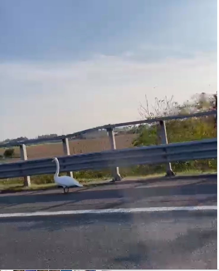 Un cigno in autostrada tra Ponte Oglio e Palazzolo
