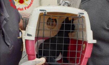 Vigili del Fuoco: il video del recupero di un gattino intrappolato in un canna fumaria