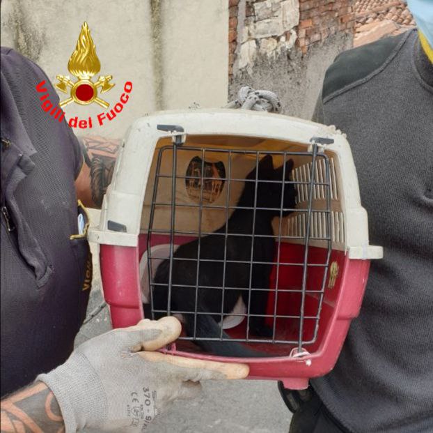 Vigili del Fuoco: il video del recupero di un gattino intrappolato in un canna fumaria
