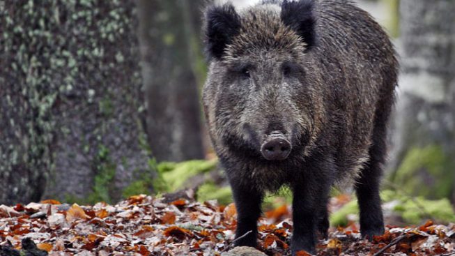 Torna a Sulzano la Sagra del cinghiale
