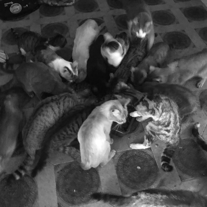 Maxi recupero di gatti da parte dell’Enpa, vivevano in condizioni disperate