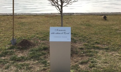 Una magnolia in ricordo delle 55 vittime salodiane di Covid, la messa a dimora sul lungolago