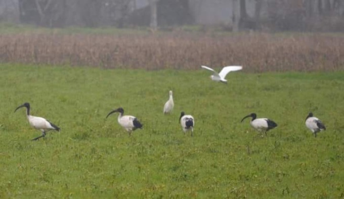 Avvistato gruppo di Ibis Sacri nelle campagne di Carpenedolo