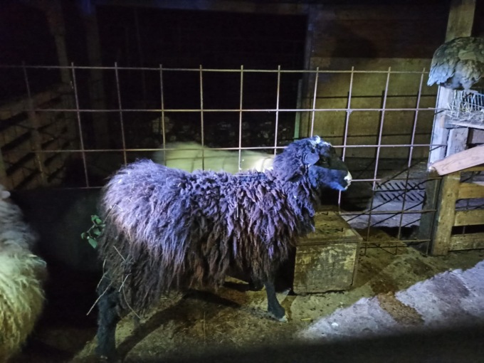 Una pecora…al supermercato, interviene la Polizia Locale