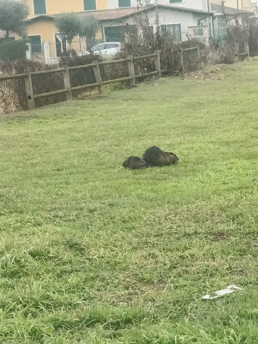 Nutrie nel centro abitato: “Serve un piano per permettere ai Comuni di agire”