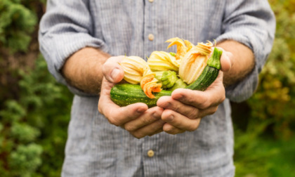 Facciamo l'orto in casa: da oggi in regalo le zucchine