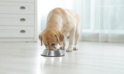 Dogfy Diet: la rivoluzione dell'alimentazione naturale per cani