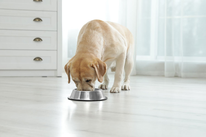 Dogfy Diet: la rivoluzione dell’alimentazione naturale per cani