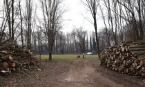 Fiume Mella e Bosco della Badia, lavori forestali in corso