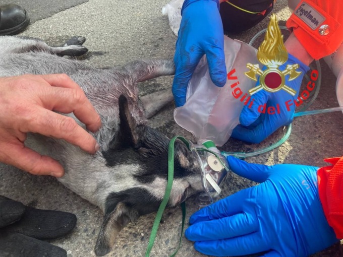 Divampano le fiamme in un appartamento, a rimanere intrappolato un piccolo cane