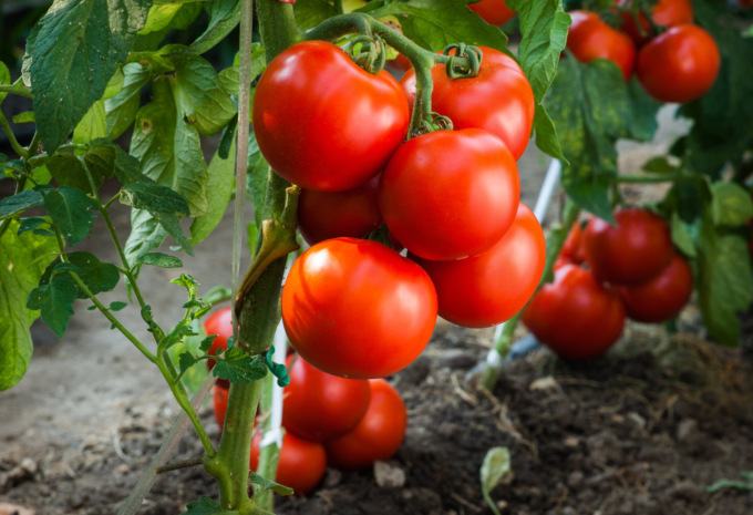 Pomodoro Saint Pierre: succoso frutto rosso e tondo