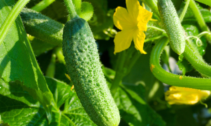 Facciamo l’orto in casa: questa settimana in regalo i cetrioli