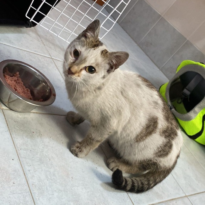 Gattina recuperata dal motore di un’auto parcheggiata, il lieto fine