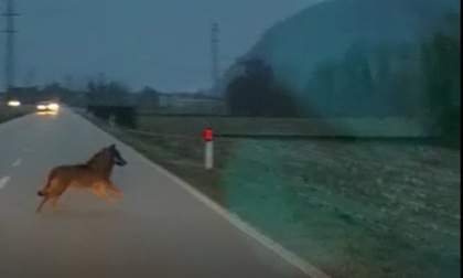 Allarme in Valchiavenna: lupi filmati nel fondo valle vicino a strade e abitazioni