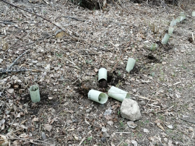 Torbiere: strappate dai vandali le piantine appena messe a dimora