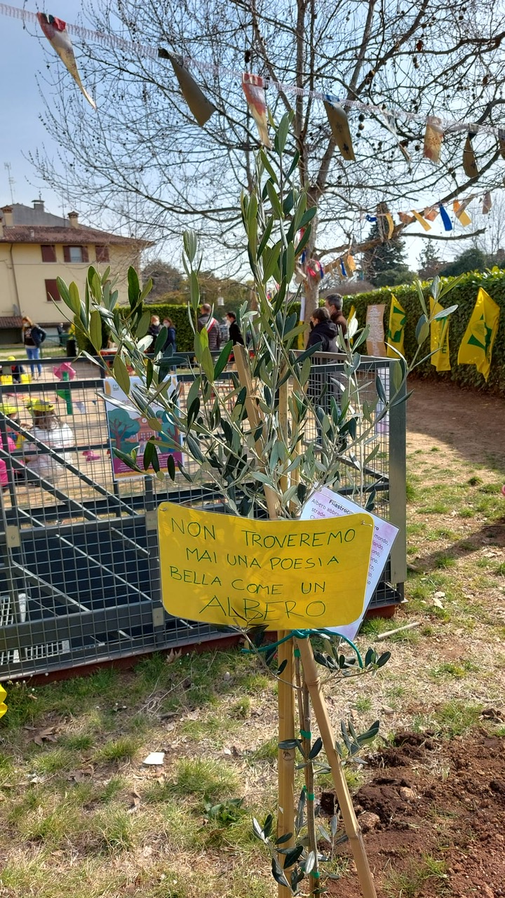 albero di ulivo con i messaggi affidati dai ragazzi