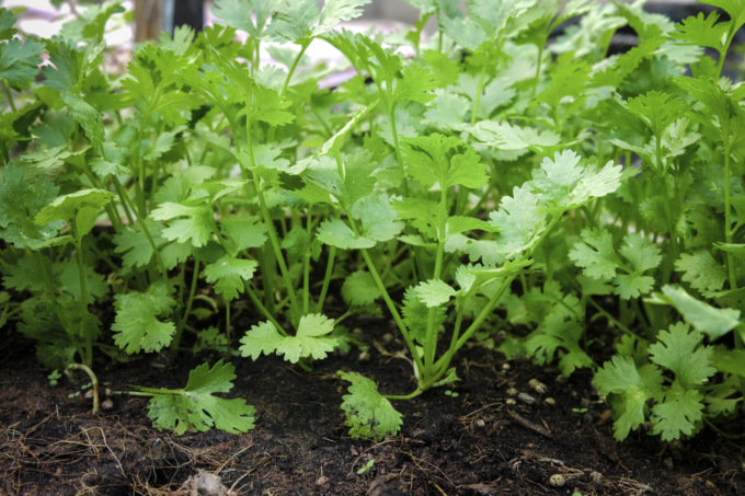 Il coriandolo, un’esotica pianta aromatica