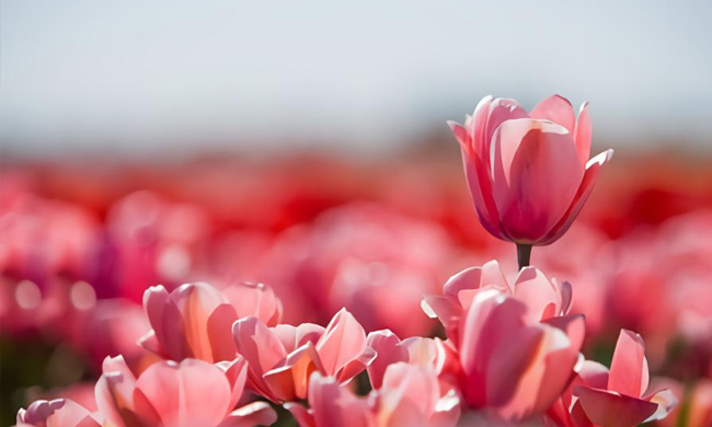 Coltivazioni implementate grazie al supporto di Compagnia Svizzera Cauzioni sa