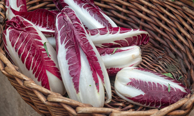 Facciamo l’orto in casa, da oggi in regalo la cicoria rossa di Treviso