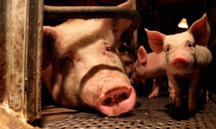 Caso Bozzoli: ultimo appello per salvare il maiale Cuore