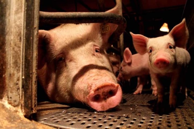 Maiale Cuore, gli animalisti rispondono al Tribunale di Brescia: “Era ovvio che non si poteva buttare in un forno un animale ancora vivo”