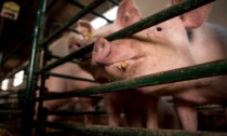 Caso Bozzoli: per l'esperimento giudiziale il maiale "Cuore" verrà bruciato da morto