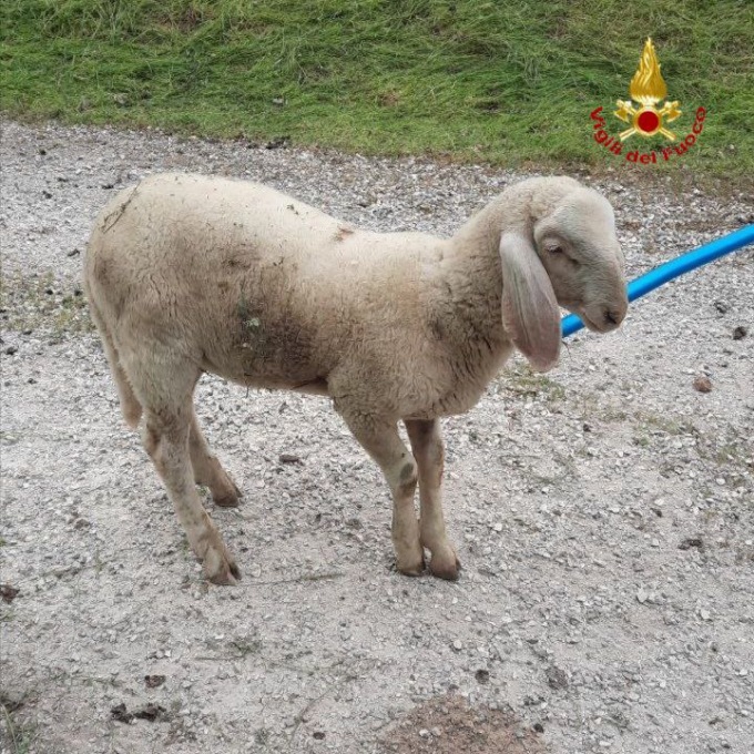 Agnello precipita in un buco artificiale, è successo a Brescia