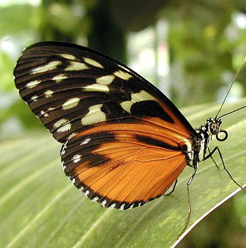 “Claudio Amadei. Farfalle”, al Museo di Scienze Naturali di Brescia