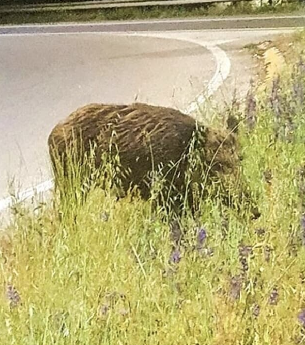 Un cinghiale in tangenziale, il curioso avvistamento