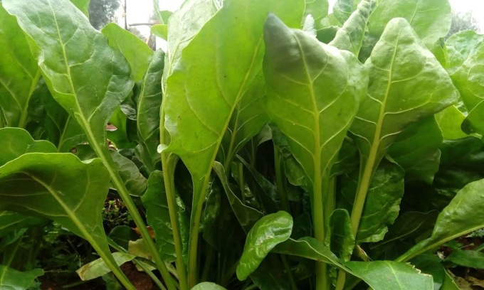 Facciamo l’orto in casa, da questa settimana in regalo la bieta verde