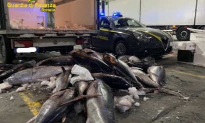 Maxi sequestro di pescato destinato alla vendita, potenzialmente pericoloso per la salute umana