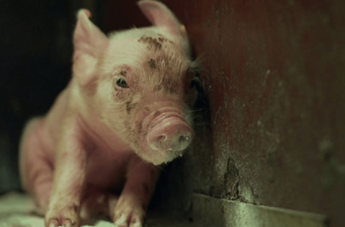 Maiale “Cuore”, dopo l’esperimento giudiziale non si placa la voce degli animalisti