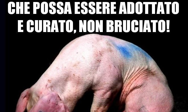 Gli animalisti mobilitati per salvare il maiale “Cuore”