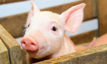 Appello per salvare il maialino Cuore, continua la protesta contro l'esperimento legato al caso Bozzoli