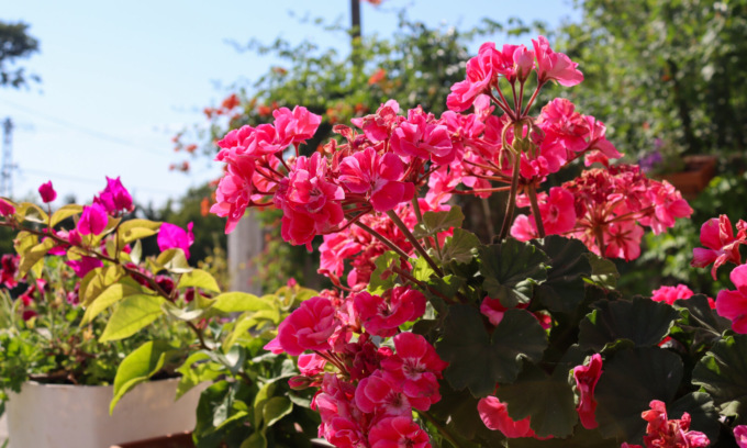 In regalo con ManerbioWeek, ChiariWeek, MontichiariWeek e GardaWeek i semi di Bella di notte