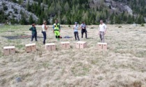 Dalla Valtellina al Parco dell'Adamello, liberate 40 marmotte