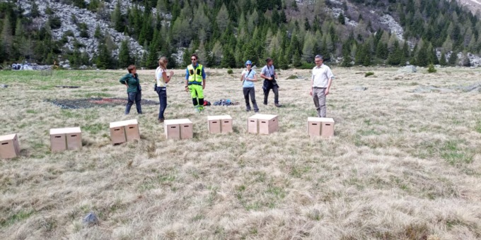 Dalla Valtellina al Parco dell’Adamello, liberate 40 marmotte