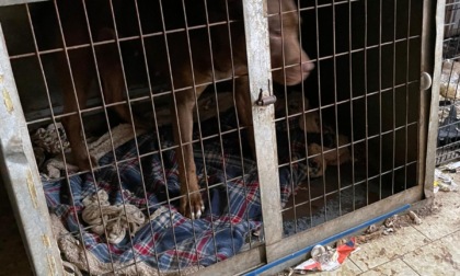 "Cani maltrattati": blitz nell'allevamento abusivo