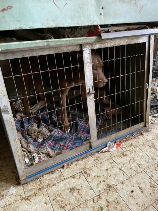 “Cani maltrattati”: blitz nell’allevamento abusivo