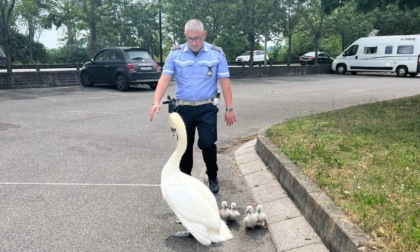 Vigili al lavoro per far attraversare in sicurezza anche i cigni