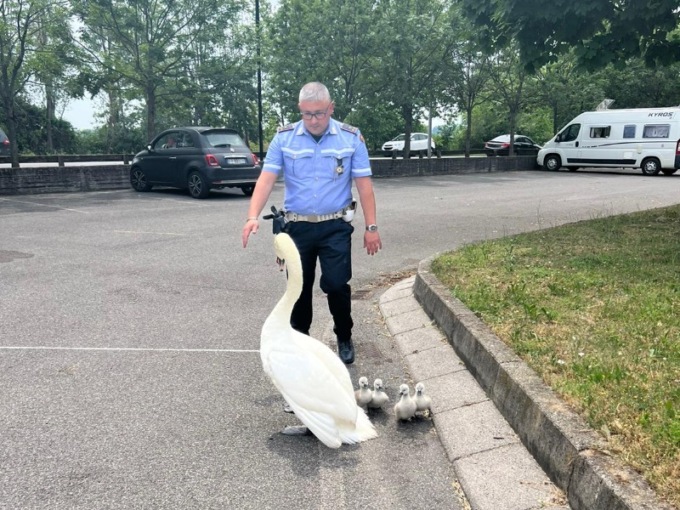 Vigili al lavoro per far attraversare in sicurezza anche i cigni