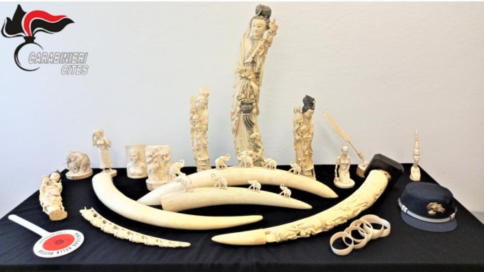 Sequestrati in una abitazione bresciana oltre 400 oggetti di avorio