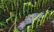 Maltempo nel Bresciano: la grandine ha colpito i raccolti