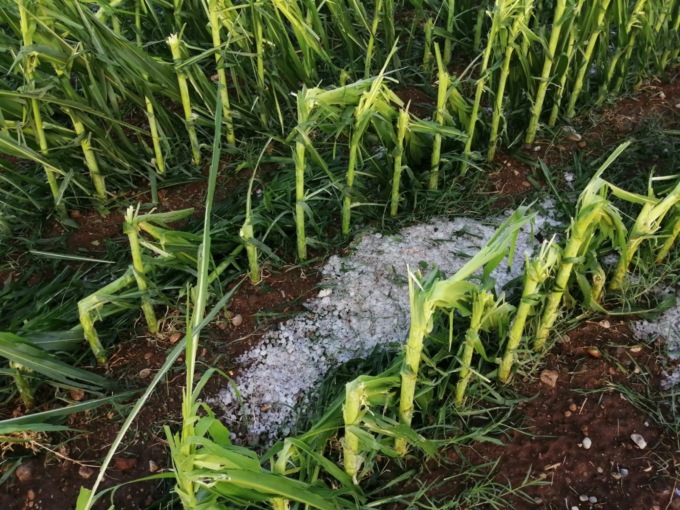 Maltempo nel Bresciano: la grandine ha colpito i raccolti