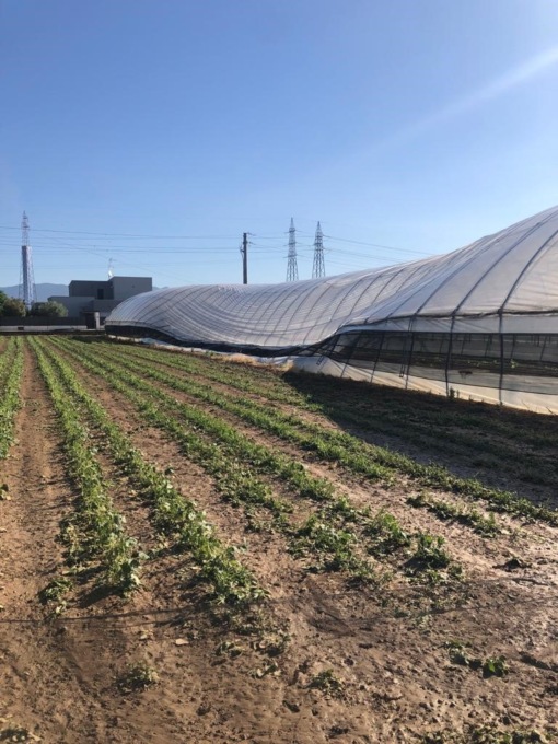 Maltempo: grandine a Brescia con danni a mais, orticole e serre