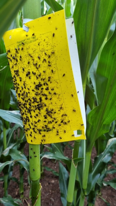 Allarme caldo: gli agricoltori devono fare i conti anche con l’invasione degli insetti