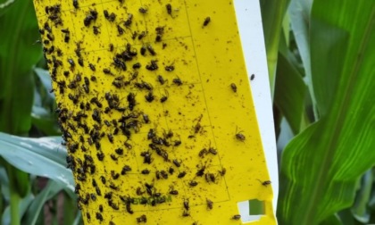 Allarme caldo: gli agricoltori devono fare i conti anche con l'invasione degli insetti