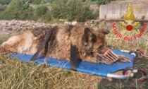 Tre interventi da parte dei Vigili del Fuoco: due cani in difficoltà ed una donna precipitata da sei metri