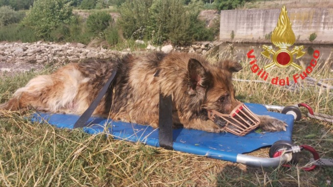 Tre interventi da parte dei Vigili del Fuoco: due cani in difficoltà ed una donna precipitata da sei metri