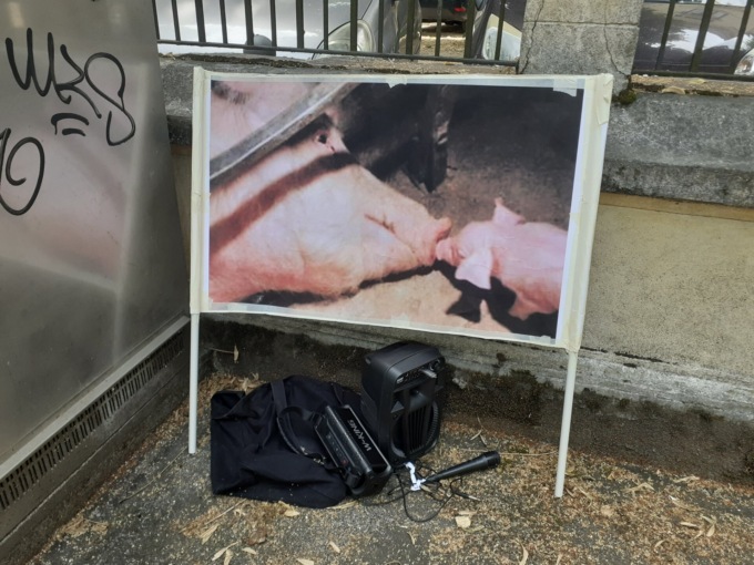 Non si placano i presidi in memoria del maialino “Cuore”